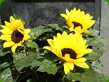 Sonneblumen